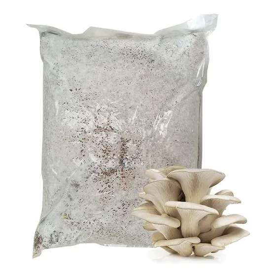 Micelio En Grano Gírgolas/hongo Ostra/pleurotus 2 Kg. 