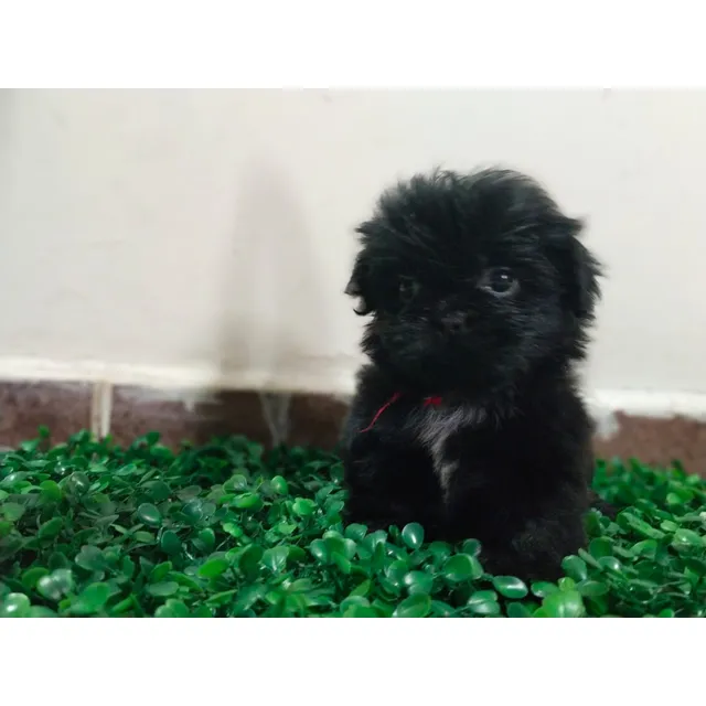 Shih Tzu Shitzu