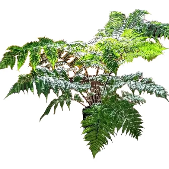 Helecho Arborescente Arboreo - Alsophila - Maceta 20 Litros!