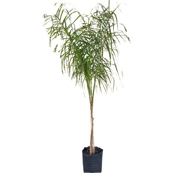 Palmera Pindo. Vivero Sol