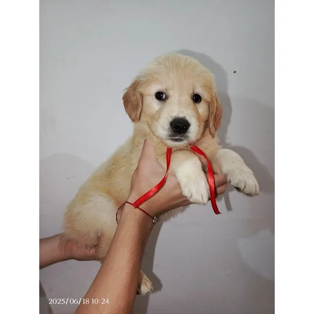 Cachorros Golden Retriever
