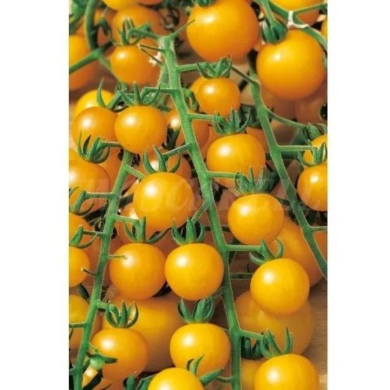 Semillas Tomate Gold Nugget ( Pepita De Oro) 100% Naturales