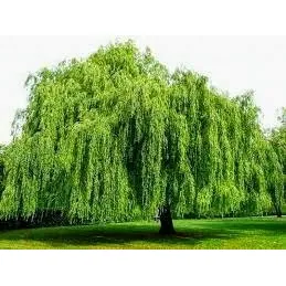 Salgueiro Chorão - Salix Babylonica - Muda