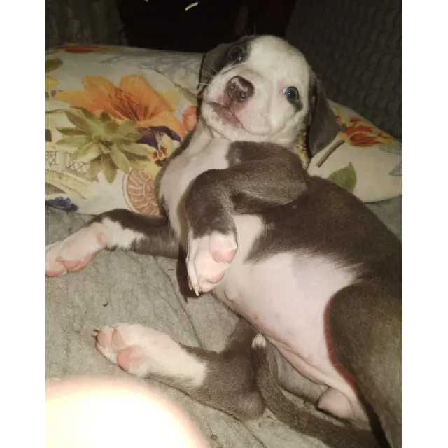 Hermosos Cachorros Pitbull De Raza  Sanos, Fuertes Y Cariño