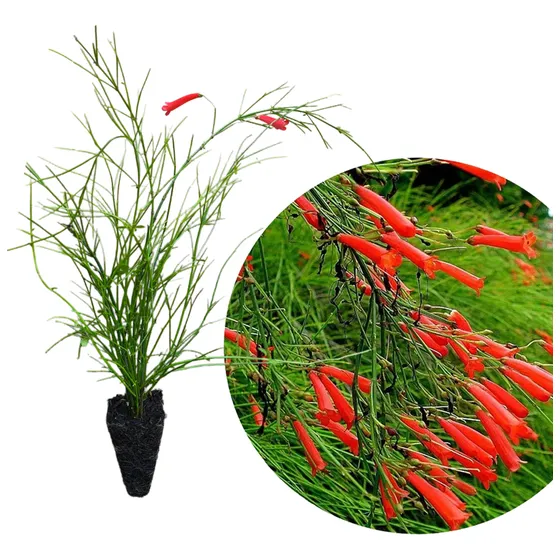 5 Mudas De Russelia Equisetiformis Flor De Coral