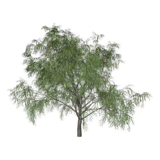 Algarrobo Blanco ( Prosopis Chilensis) Consulte !