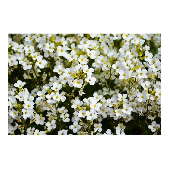 Sementes Alyssum Branco Ou Flor De Mel Envelope C/ 200mg