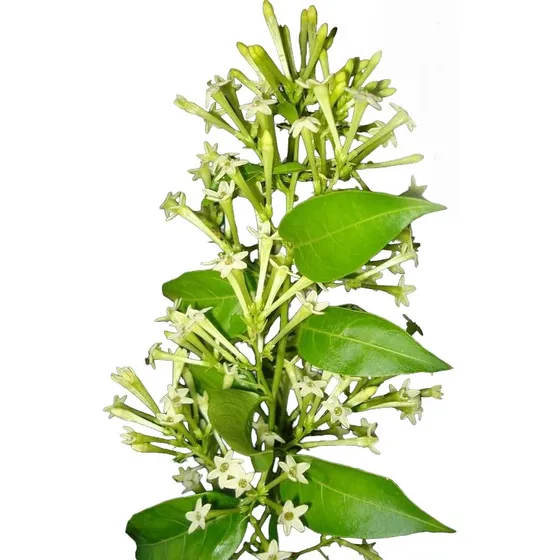 Dama De Noche, Galán De Noche, Cestrum Nocturnum.