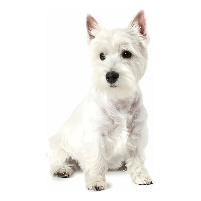 Cachorros West Highland White Terrier Perros Westy Westie