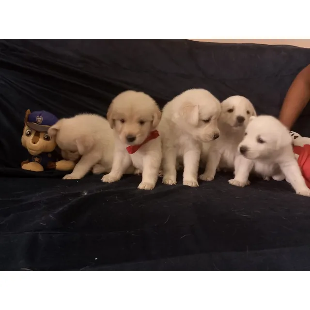 Cachorros Labradores