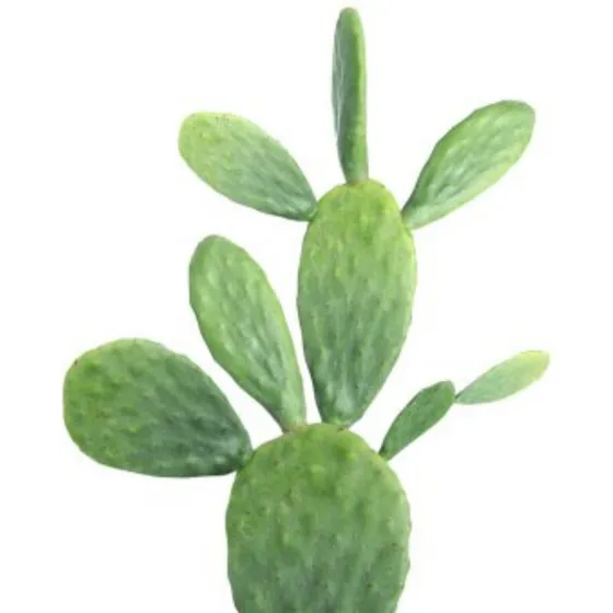 Planta Nopal Opuntia Frutal Organico.