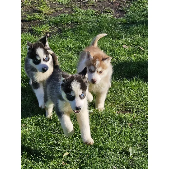 Cachorros Siberianos Husky 