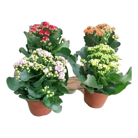 Kalanchoe Excelentes! Variedad De Tamaños Y Tipos Variedad De Colores