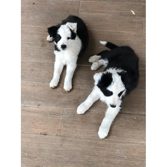 Hermosos Cachorros Border Collie