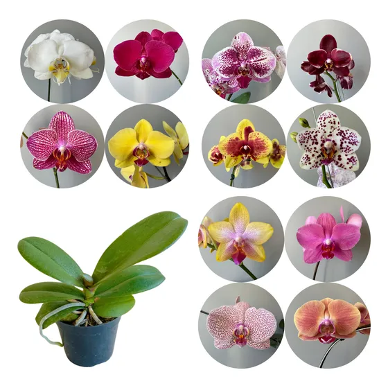 Kit 12 Mudas Orquidea Phalaenopsis Lindas