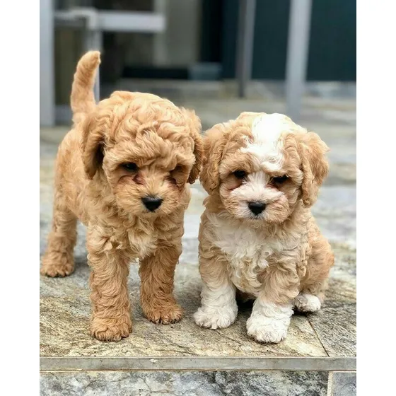 Caniche Mini Toy