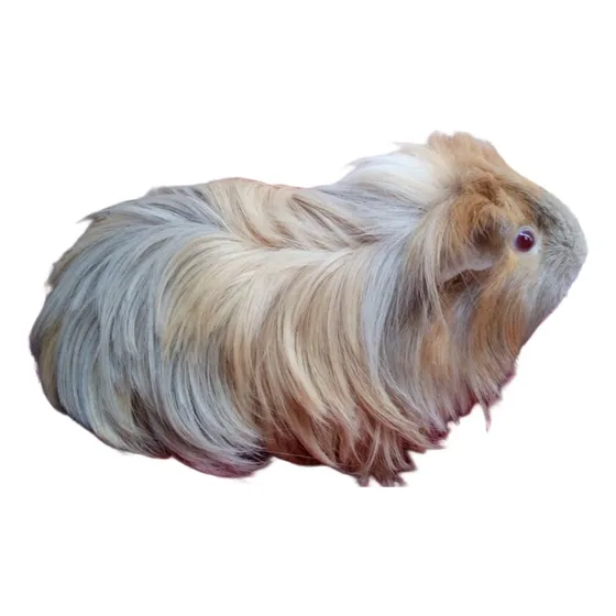 Porquinhos Da India Sheltie
