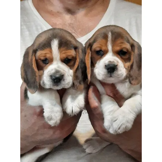 Hermosos Cachorros Begale !