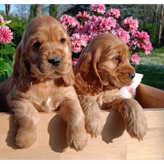 Cocker Bellezas!!! Pedigree  F.c.a + Microchip Internacional
