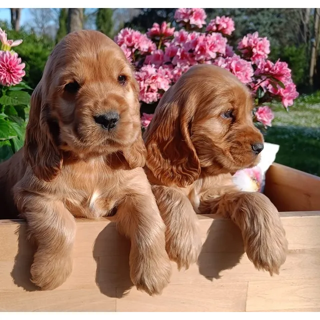 Cocker Bellezas!!! Pedigree  F.c.a + Microchip Internacional