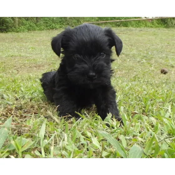 Schnauzer Macho Black