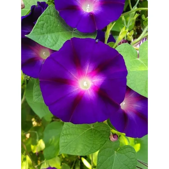  Suspiro Trepador, 4 Colores Diferentes (5 Semillas C/c) 