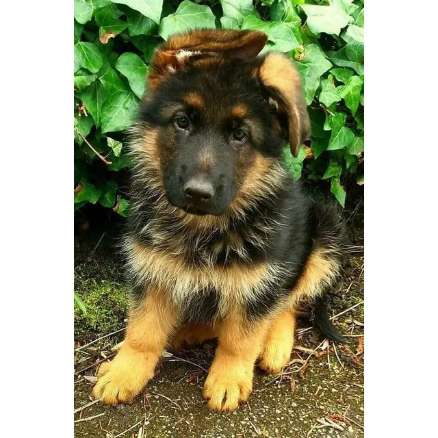 Cachorros Pastor Alemán De Pelo Largo Con Pedigree Cali