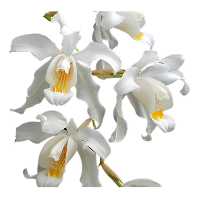 Orquidea Coelogyne Cristata ( Vaso Top )