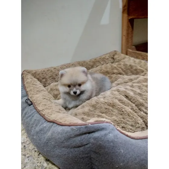 Filhote Spitz Alemão-lulu Da Pomerânia Machinho Com Pedigree