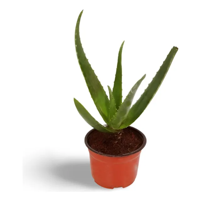 Planta Sábila Para Limpiar El Útero