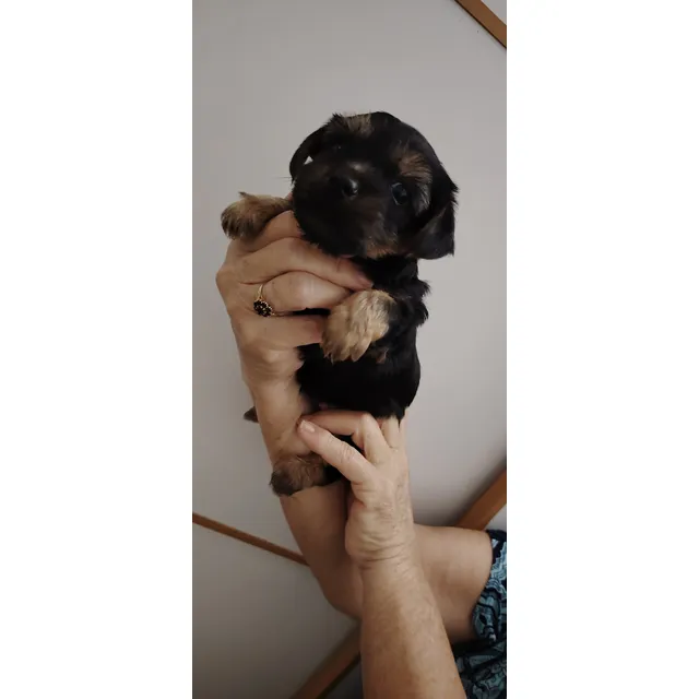 Cachorros Yorkshire Macho