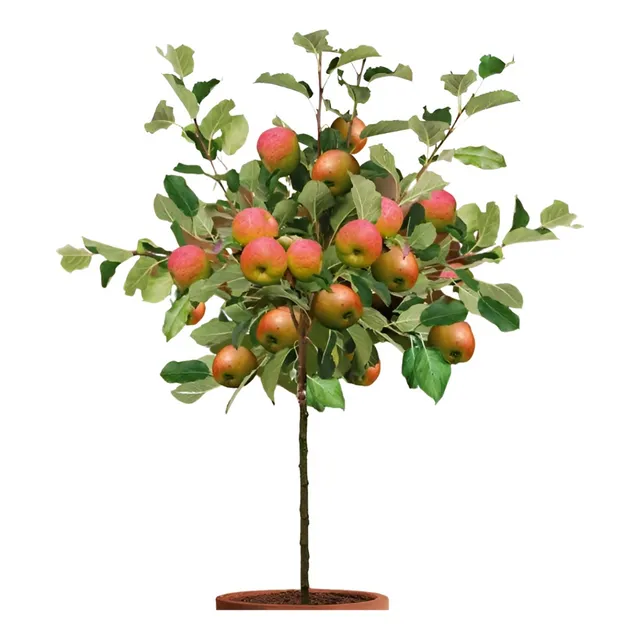 Injerto De Durazno Con Manzana Planta