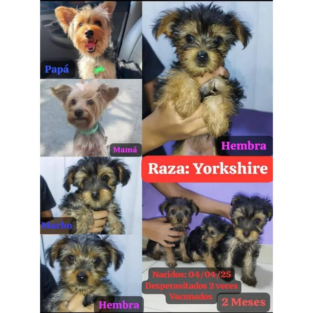 Yorkshire Macho Y Hembras En Venta. Perfecto Compañero.