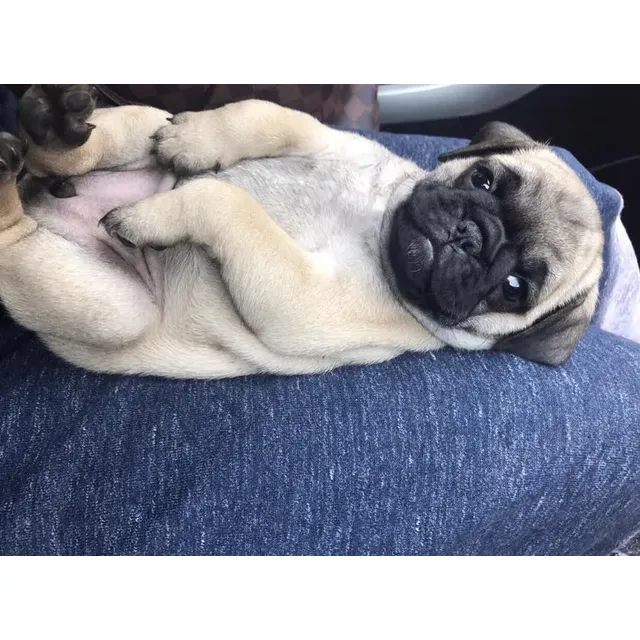 Pug Cachorro
