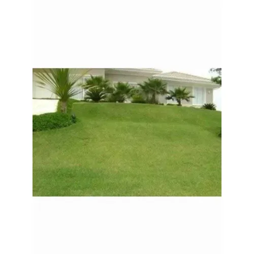 Sementes Grama Esmeralda 2kilo Para 2000m² # Pronta Entrega