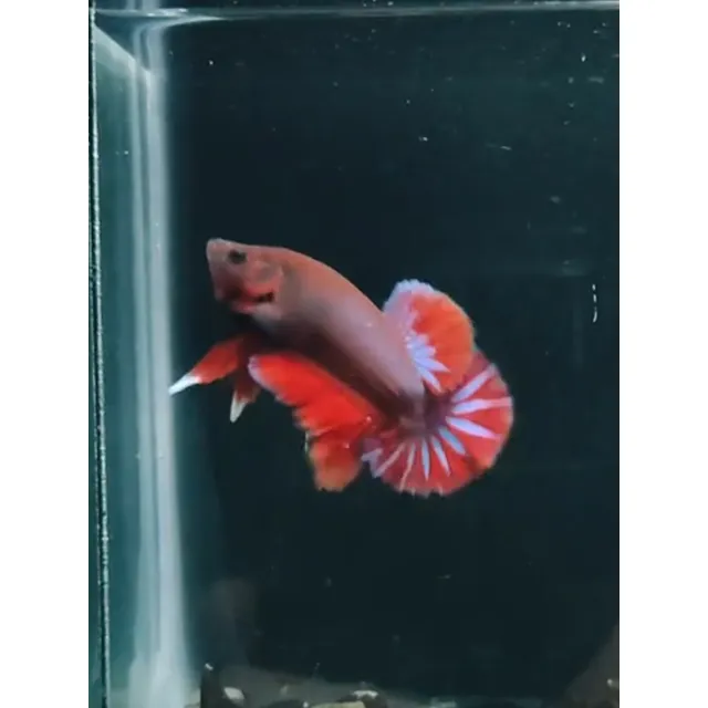 Betta Hmpk