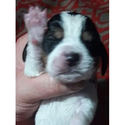 Cachorros Basset Hounds 