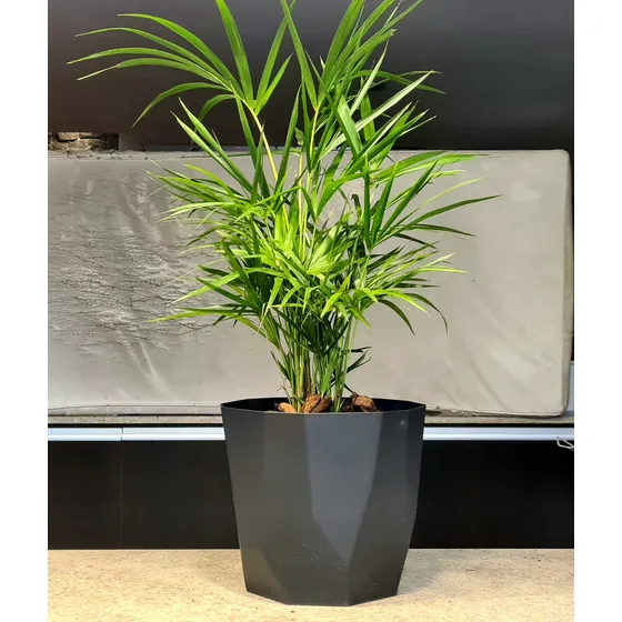Palmera Palmito En Maceta Facetada Negra