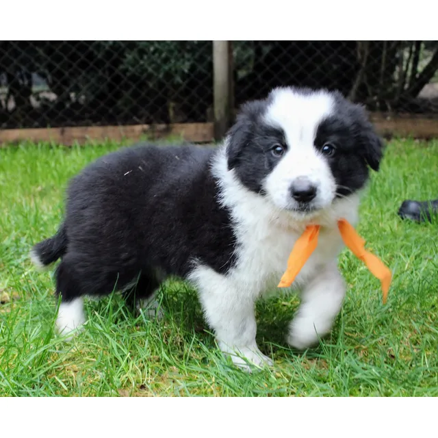 Border Collie Cachorro Pedigree Pelo Largo