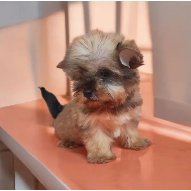 Yorkshire Macho - Perro De Raza Ideal Para Ti