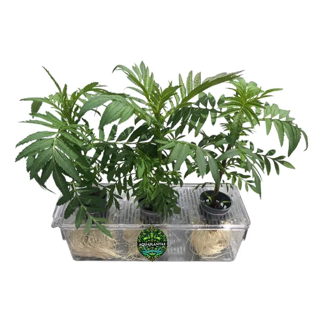 Mini Hidropónico (3 Plantas)