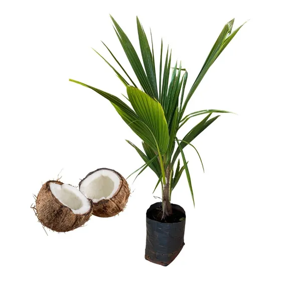 Excelente Muda De Coco Anão Com 1,00mt