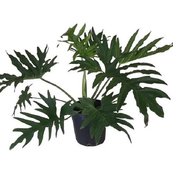 Planta Guaimbê - Philodendron Bipinnatifidum