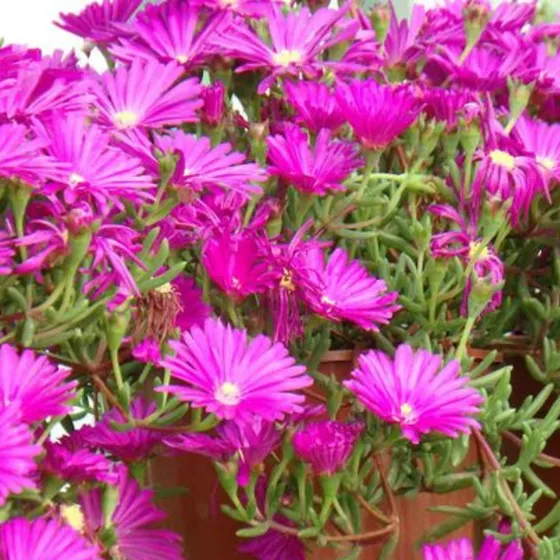 Semillas  Rayito De Sol