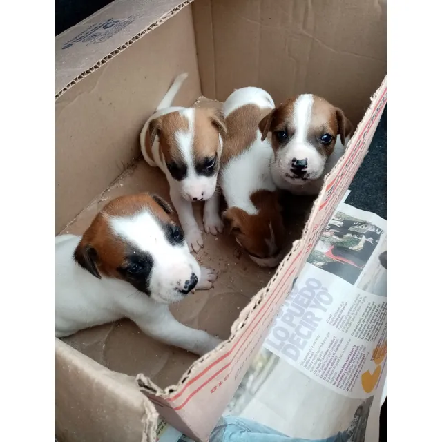 Cachorros Jack Russell Terrier