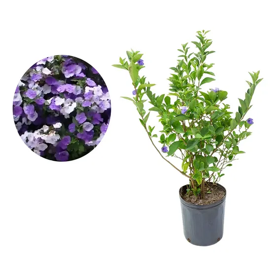 Muda De Manacá De Cheiro Florindo Linda Qualidade