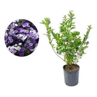 Muda ManacĂĄ De Cheiro Brunfelsia Uniflora Muda ManacĂĄ De Cheiro Brunfelsia Uniflora