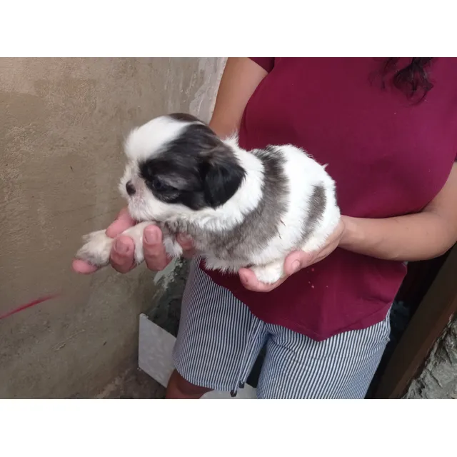 Cachorros Shit Tzu Miny Toy