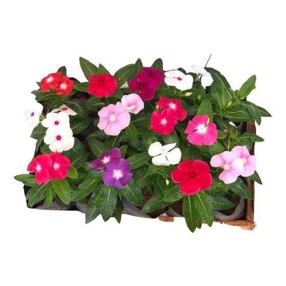 5 Mudas De Vinca De Madagascar Sortidas - Catharantus Roseas