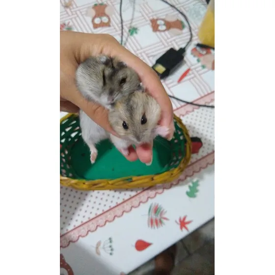Hamster Anão Russo